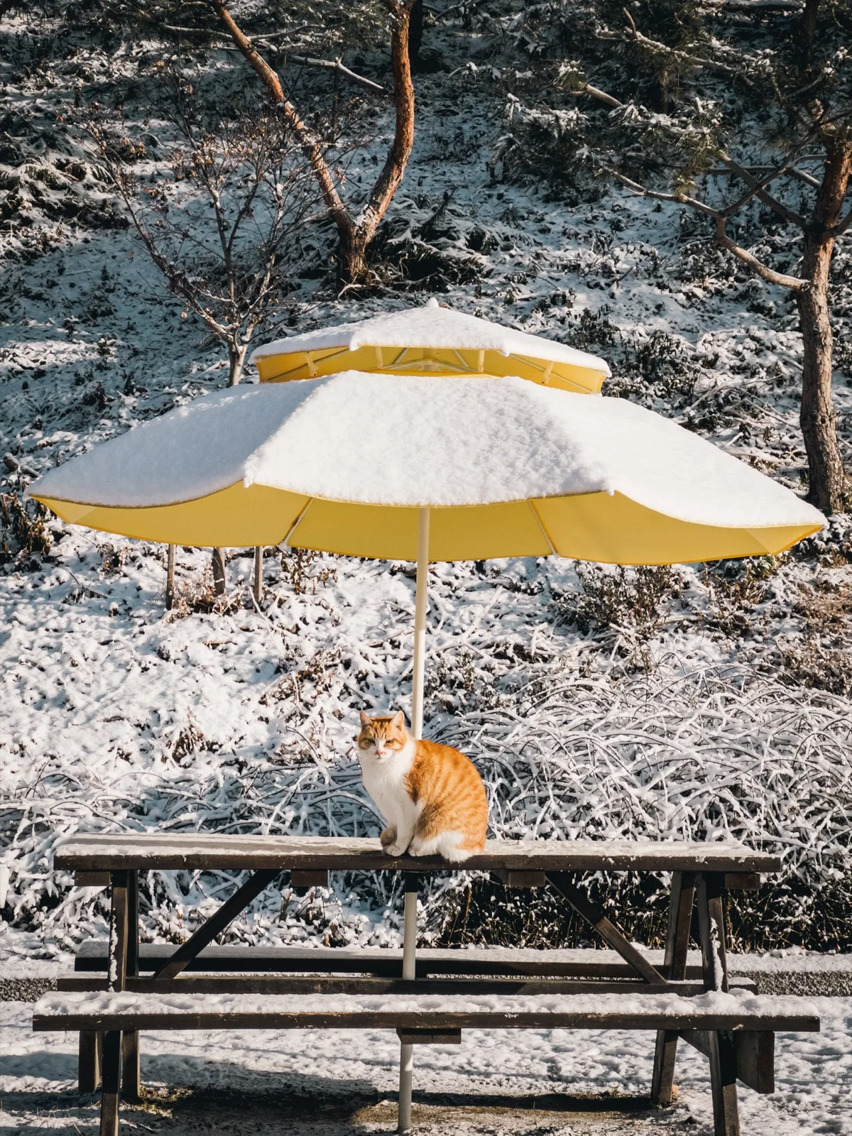 An orange-and-white cat sitting on a snowy picnic table beneath a snow-covered yellow umbrella