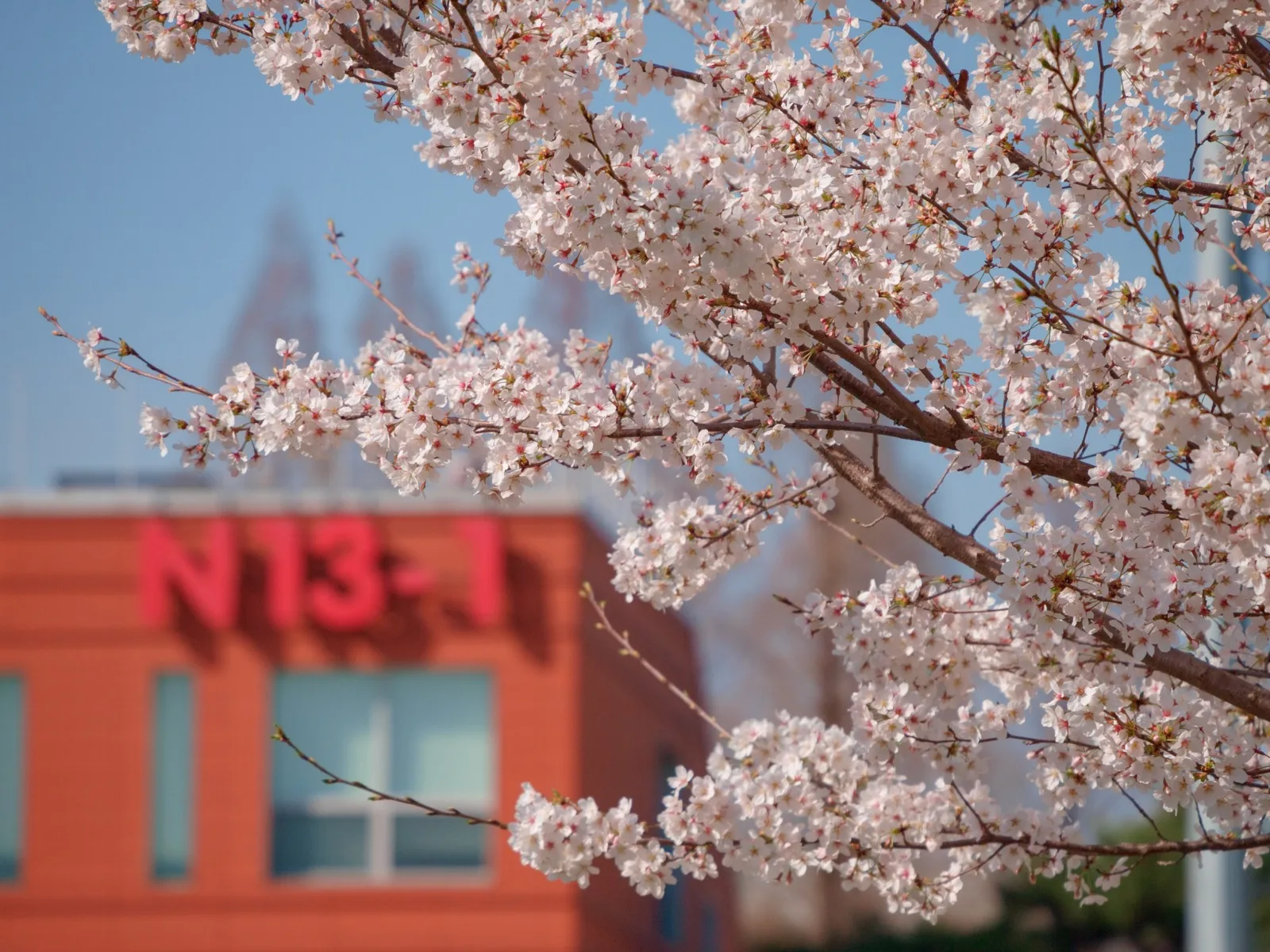 Cherry blossoms in sharp focus against a blurred red campus building and pale blue sky
