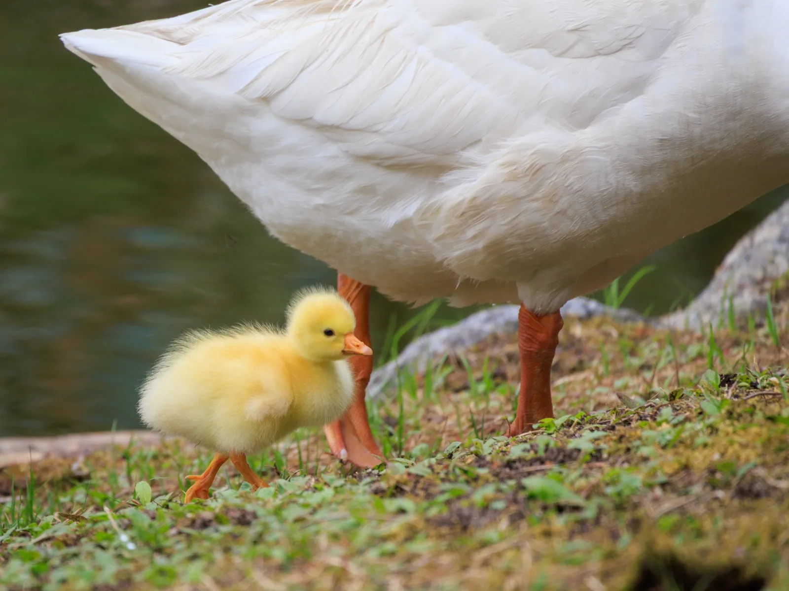 A fluffy yellow gosling walking beside a white goose at the edge of a pond