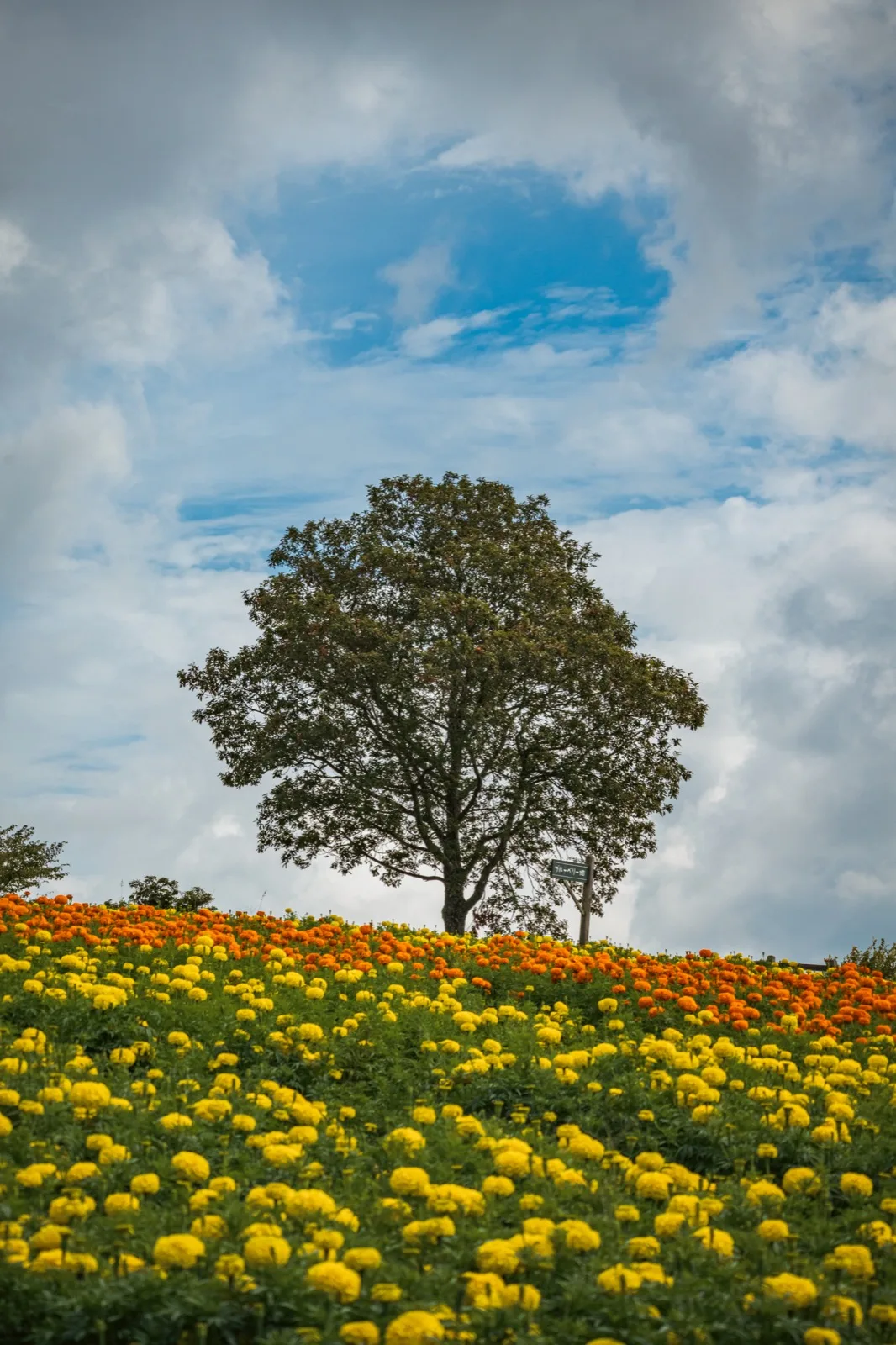 A lone tree rising above a hillside covered in orange and yellow marigolds under a cloudy sky